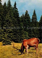 Hirsch rotwild schwarzwald gebraucht kaufen  Deutschland