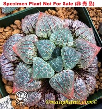 Succulent haworthia yabusuma for sale  USA