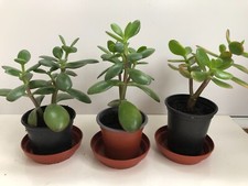 Money tree jade for sale  ST. AUSTELL