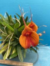 Masdevallia dean haas for sale  San Francisco