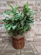 Tropical plant lifelike for sale  Houston