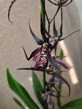 Rare brassia black for sale  HALSTEAD