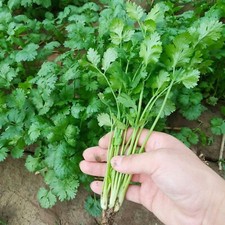 1000pcs cilantro seeds for sale  Staten Island