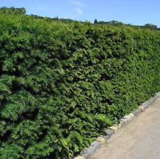 English yew 40cm for sale  NEWTOWNARDS