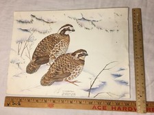 Bobwhite quail limited for sale  Davis
