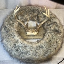 Point taxidermy coyote for sale  Hebron