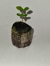 Strawberry tree madrone for sale  PRESTON