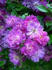 Veilchenblau 4ltr potted for sale  SPALDING