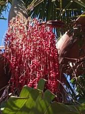 Archontophoenix cunninghamiana for sale Archontophoenix cunninghamiana for sale  Castro Valley