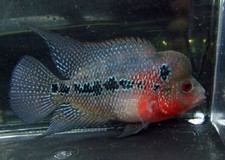 Pack red dragon for sale  Raymond