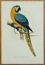 Antique parrot print for sale Antique parrot print for sale  SHREWSBURY