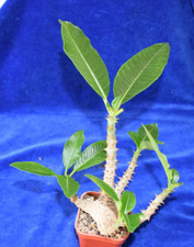 Choice pachypodium baronii for sale  MILTON KEYNES