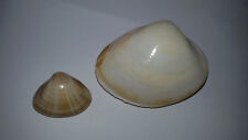 Conchiglia shell mactra usato  Piombino