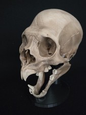 Crânio de vampiro - Realista  comprar usado  Crânio de vampiro - Realista  comprar usado  Enviando para Brazil