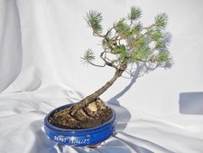 Superbe bonsaï pin d'occasion  Auch