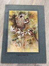 1923 birds young for sale  FORDINGBRIDGE