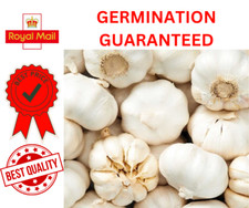 Garlic cloves solent for sale  CROYDON