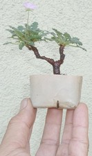 Erodium pre bonsai for sale  Rosemead