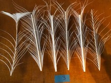 Plumes paon blanc d'occasion  Eaubonne