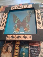 Framed real butterfly for sale  ENFIELD