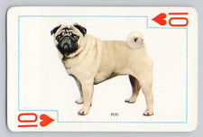 Pug famous dogs for sale  Syracuse