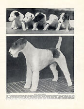 Wire fox terrier for sale  COLEFORD