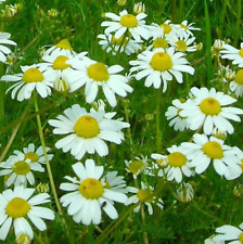German chamomile seeds for sale  Berwyn