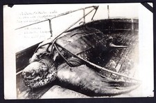 Giant tortoise rppc for sale  Hackensack