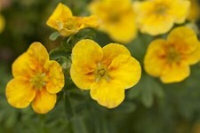 Potentilla fruticosa mango gebraucht kaufen  Westerstede