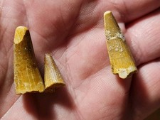 Lot dents spinosaure d'occasion  Sessenheim