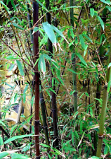 Bambu negro Phyllostachys nigra - Moso black  100 semillas - seeds comprar usado  Enviando para Brazil