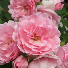Rose bush plant for sale  GLASGOW
