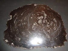 Petrified wood inches for sale  Ambler