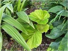 Begonia torsa 1 d'occasion  Arzacq-Arraziguet