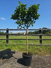 6ft citrus reticulata for sale  CLITHEROE