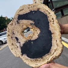 Antico fossile legno usato Antico fossile legno usato  Spedire a Italy