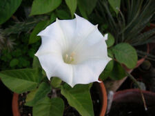 Semi bianco datura usato  Trappeto