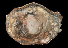 Colorful madagascar petrified for sale  Sammamish