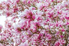 Saucer magnolia soulangeana for sale  Canton