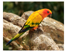 Sun parakeet 8x10 for sale  Wyoming