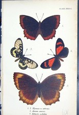 actinote d'occasion actinote d'occasion Expédié en Belgium