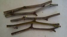 Jujube tree cuttings for sale  Miami