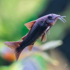 Black venezuela corydoras for sale  Orlando