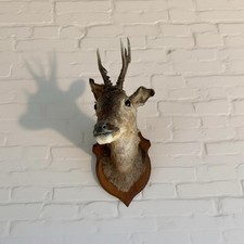 Deer trophy for sale  ST. NEOTS