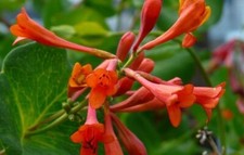Lonicera honeysuckle dropmore for sale  MARCH