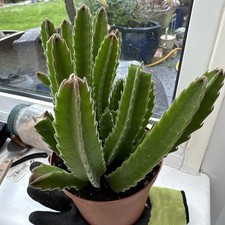 unusual plant pots for sale unusual plant pots for sale TWICKENHAM