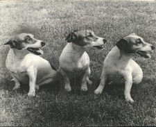 1966 Press Photo Jack Russell Terriers em Essex, Inglaterra de três gerações comprar usado  Enviando para Brazil
