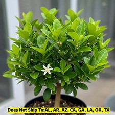 Key lime tree for sale  Vero Beach