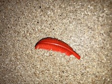 Playmobil plume rouge d'occasion  Savigny-le-Temple