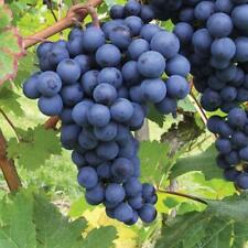 Black grape vine for sale  GLASGOW